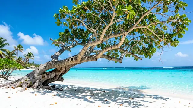 Aruba